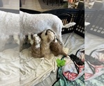 Small #13 Breeder Profile image