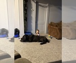 Small Photo #17  Breeder Profile in STUART, IA, USA
