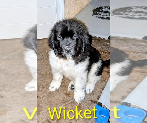 Medium Photo #13  Breeder Profile in LAS VEGAS, NV, USA