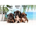Small #9 Breeder Profile image