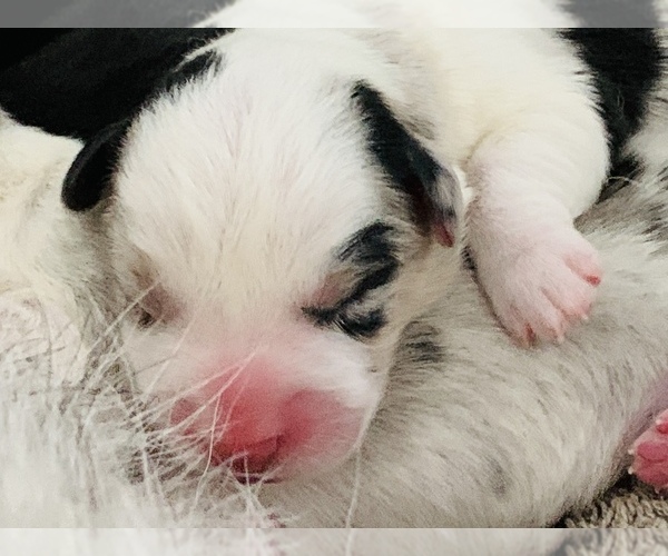 Medium Photo #1  Breeder Profile in BEULAVILLE, NC, USA