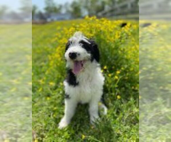 Medium Photo #3  Breeder Profile in ELIZABETH CITY, NC, USA