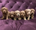 Small breeder photo