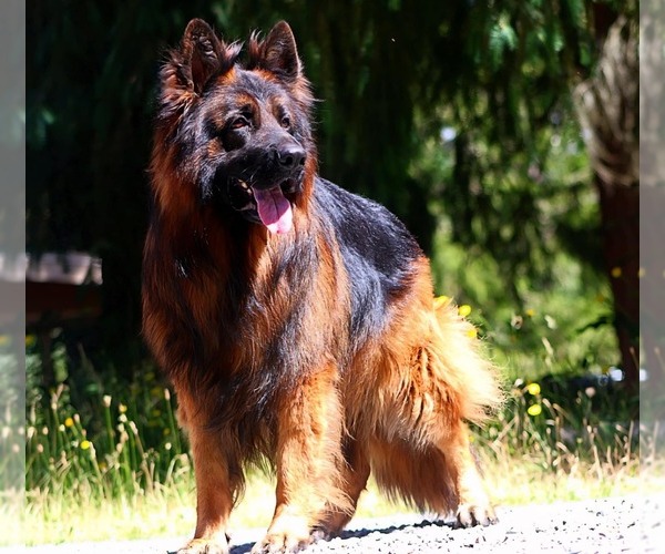 Medium Photo #1  Breeder Profile in VANCOUVER, WA, USA