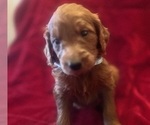 Small #5 Breeder Profile image