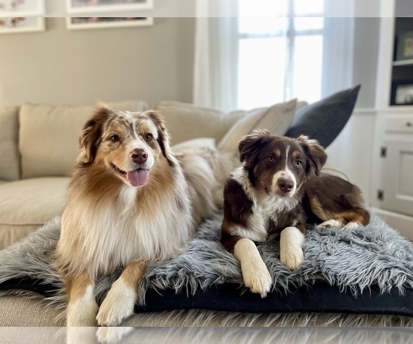 Medium Photo #15  Breeder Profile in NEW HAVEN, CT, USA