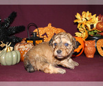 Small #54 Breeder Profile image