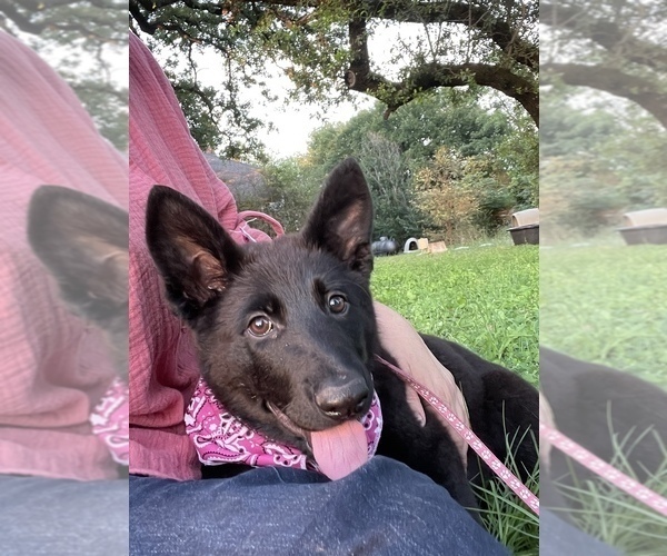 Medium Photo #1  Breeder Profile in WACO, TX, USA