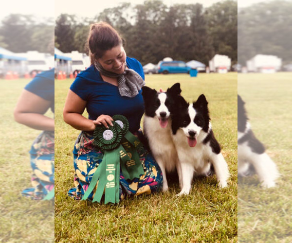 Medium Photo #19  Breeder Profile in BRYANTOWN, MD, USA