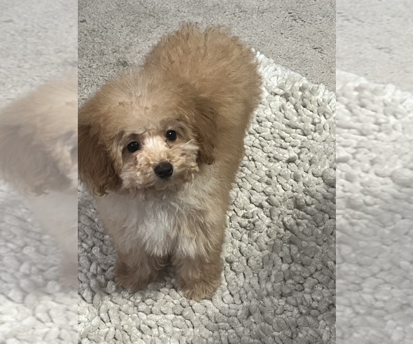 Medium Photo #16  Breeder Profile in VICTORVILLE, CA, USA