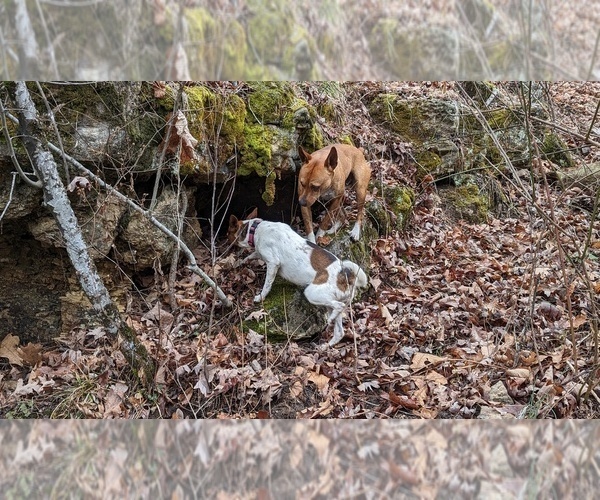 Medium Photo #20  Breeder Profile in DORA, MO, USA