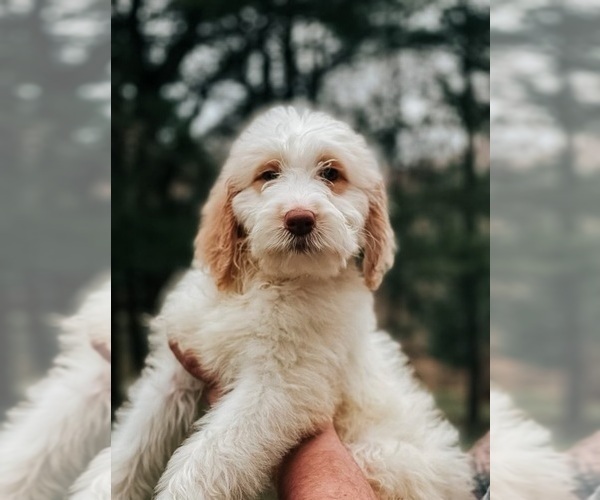 Medium Photo #1  Breeder Profile in BETHESDA, OH, USA