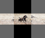 Small #2 Breeder Profile image