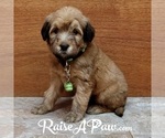 Small #7 Breeder Profile image