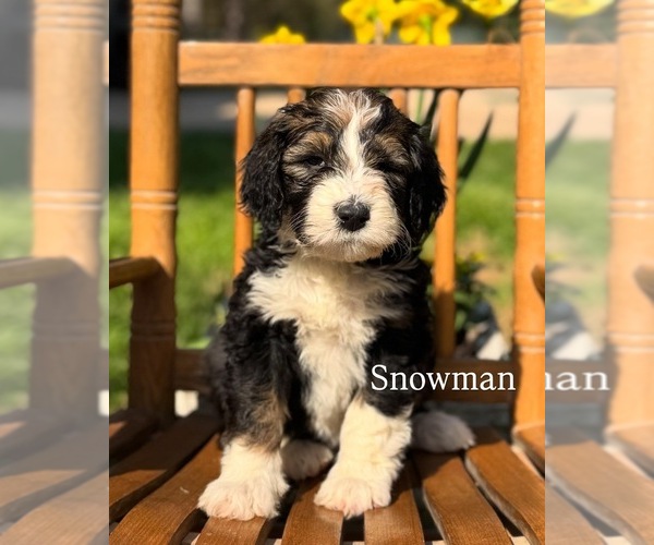 Medium Photo #9  Breeder Profile in MAGNOLIA, TX, USA