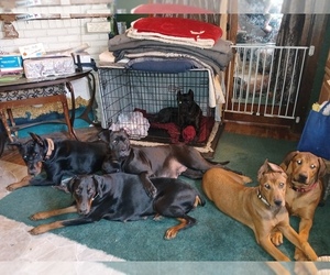 America Bandogge Mastiff-Cane Corso Mix Dog Breeder near MANSFIELD, OH, USA