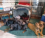 Small breeder photo