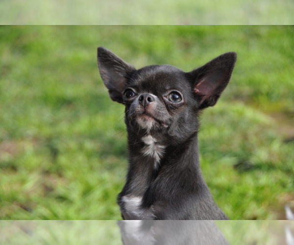 Medium Photo #1  Breeder Profile in RESEDA, CA, USA
