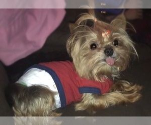 Yorkshire Terrier Dog Breeder near SARATOGA SPRINGS, UT, USA