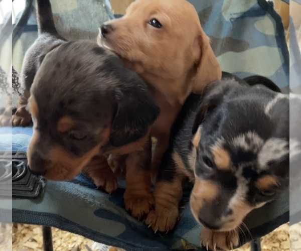 Medium Photo #12  Breeder Profile in MOUNT PLEASANT, IA, USA