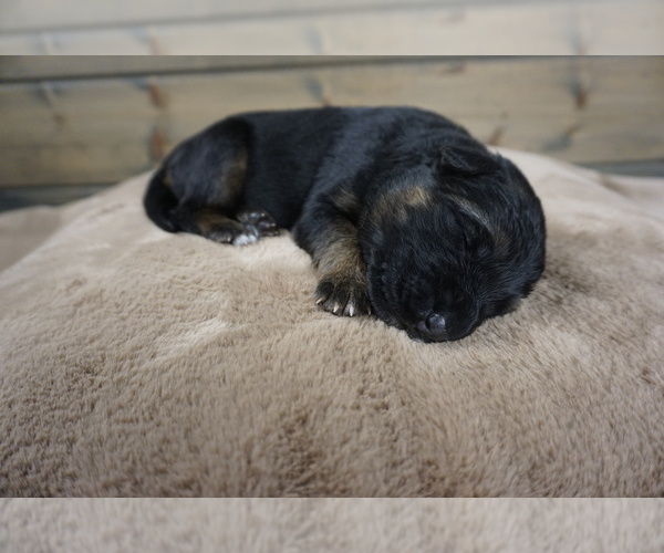 Medium Photo #6  Breeder Profile in CENTERBURG, OH, USA