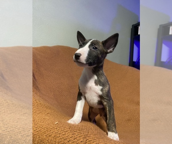 Medium Photo #1  Breeder Profile in LACEY, WA, USA
