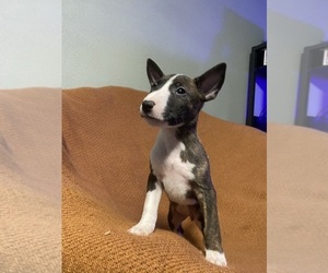 Bull Terrier Dog Breeder near LACEY, WA, USA