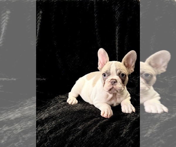 Medium Photo #19  Breeder Profile in FOUNTAIN CITY, IN, USA