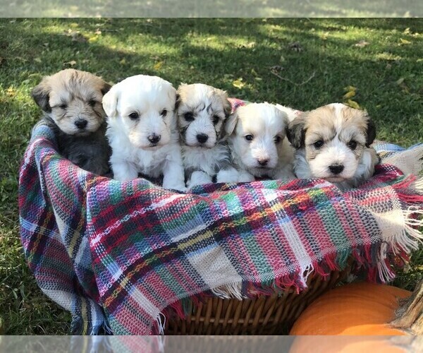 Medium Photo #5  Breeder Profile in NIANGUA, MO, USA