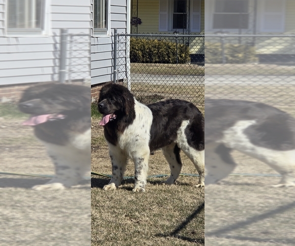 Medium Photo #75  Breeder Profile in TILTON, IL, USA