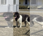 Small #74 Breeder Profile image