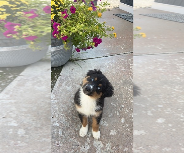 Medium Photo #18  Breeder Profile in GOSHEN, KY, USA