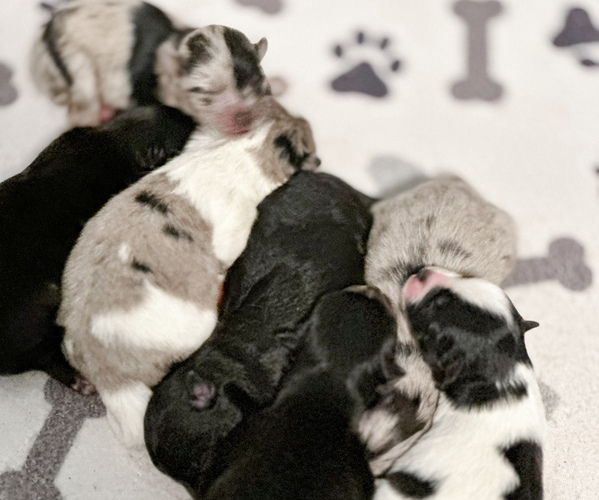 Medium Photo #1  Breeder Profile in GREENVILLE, MI, USA