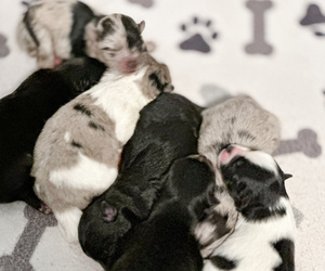 Pomsky Dog Breeder near GREENVILLE, MI, USA