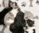 Small breeder photo