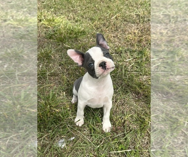 Medium Photo #1  Breeder Profile in NEWBURY, MA, USA