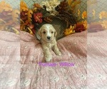 Small #5 Breeder Profile image