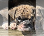 Small #4 Breeder Profile image