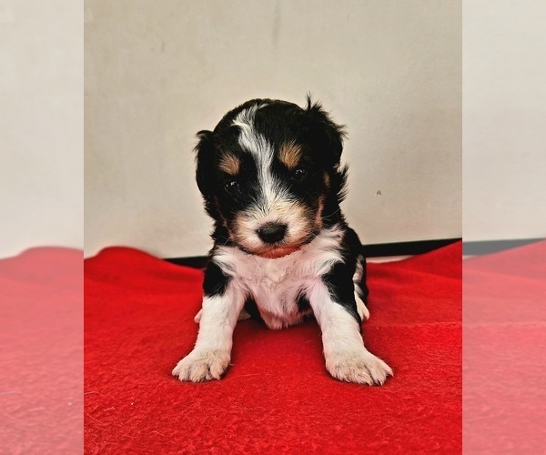Medium Photo #4  Breeder Profile in HUNTSVILLE, AL, USA