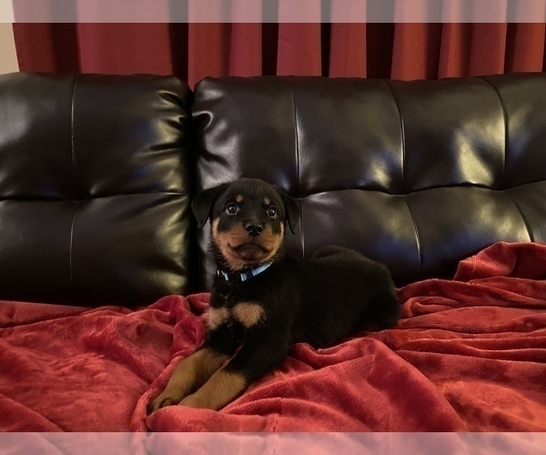 Medium Photo #9  Breeder Profile in PALM BAY, FL, USA