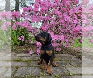 Doberman Pinscher Dog Breeder near NORTH SMITHFIELD, RI, USA
