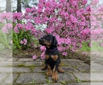 Small breeder photo