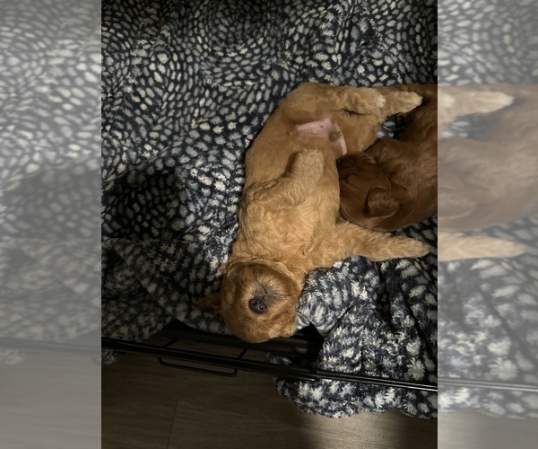 Medium Photo #1  Breeder Profile in LA HABRA, CA, USA