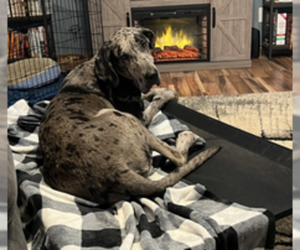 Medium Photo #6  Breeder Profile in POMEROY, OH, USA