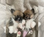 Small #3 Breeder Profile image