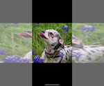 Small #1 Breeder Profile image