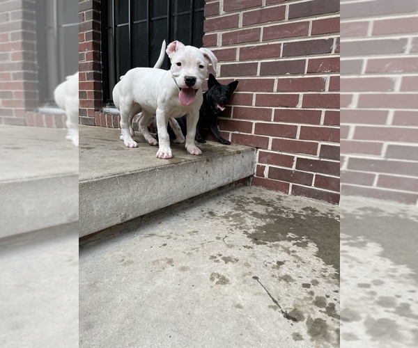 Medium Photo #1  Breeder Profile in ATL, GA, USA