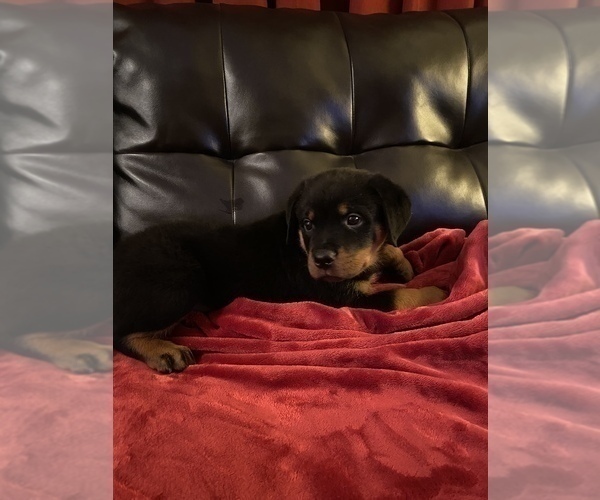 Medium Photo #3  Breeder Profile in PALM BAY, FL, USA