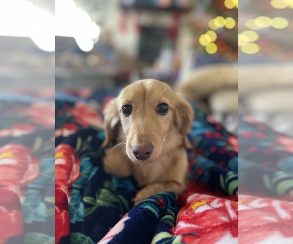 Medium Photo #4  Breeder Profile in MONTROSE, CO, USA