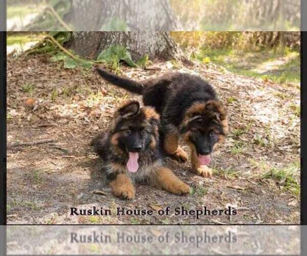 Medium Photo #1  Breeder Profile in RUSKIN, FL, USA